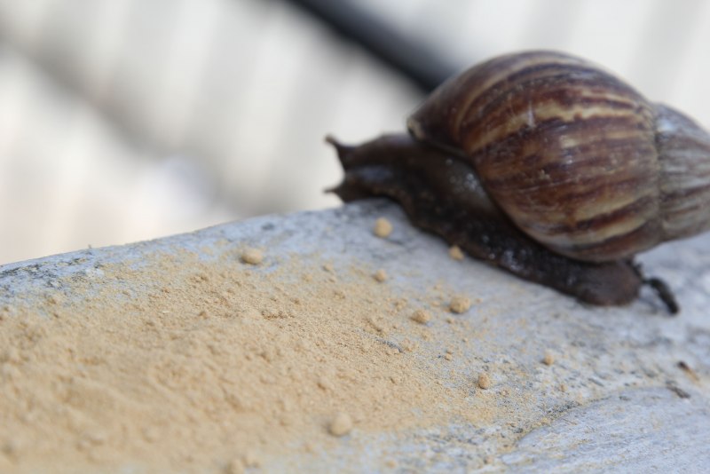 A Snail ESL