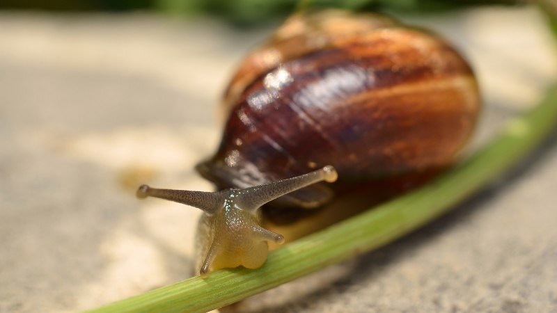Physa fontinalis