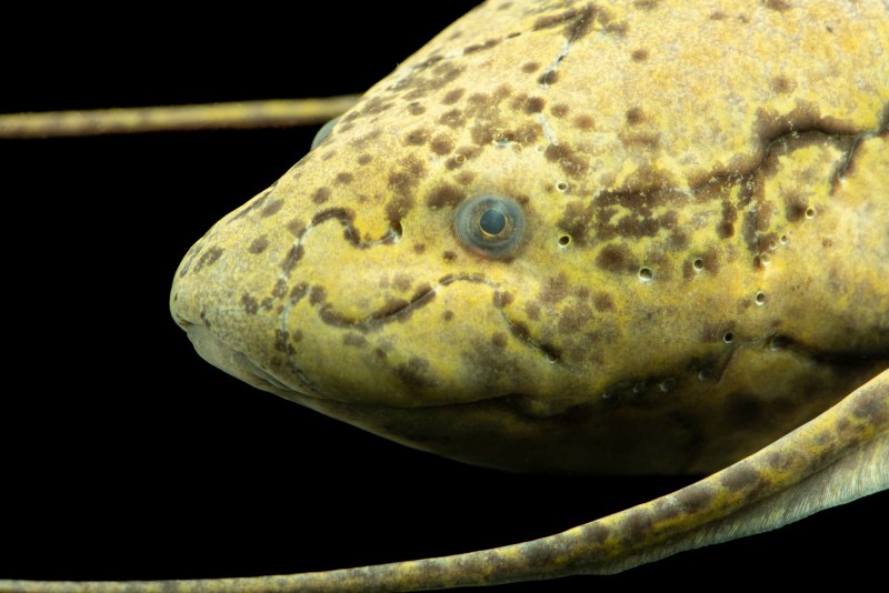 Protopterus aethiopicus