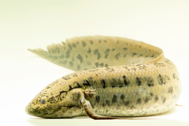 Protopterus annectens