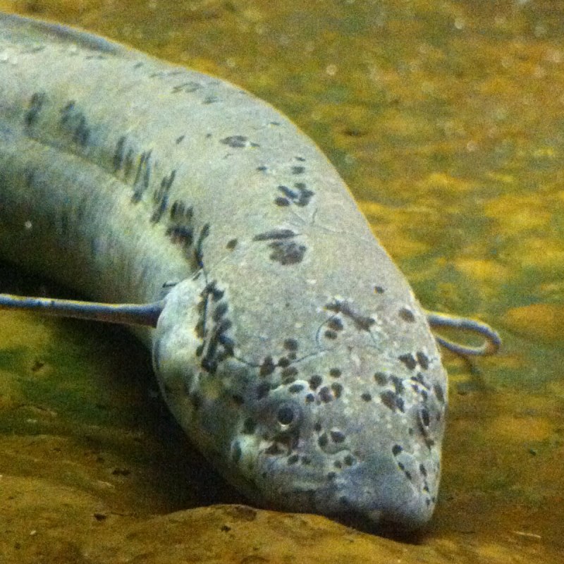 Protopterus aethiopicus