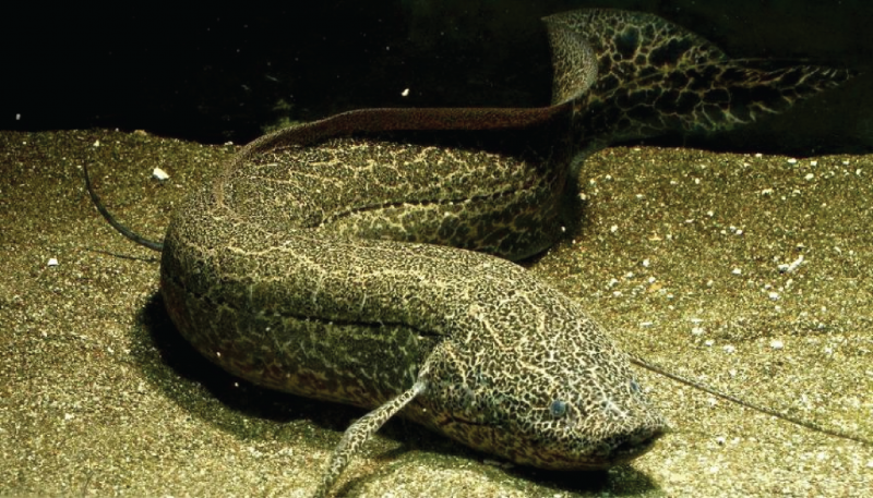 Протоптер мраморный Protopterus aethiopicus