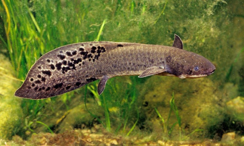 Protopterus annectens