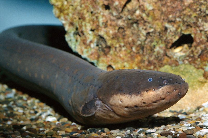 Protopterus annectens