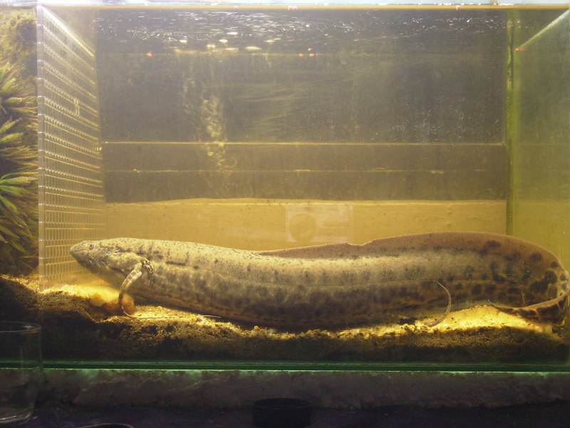Двоякодышащие (Lungfish)