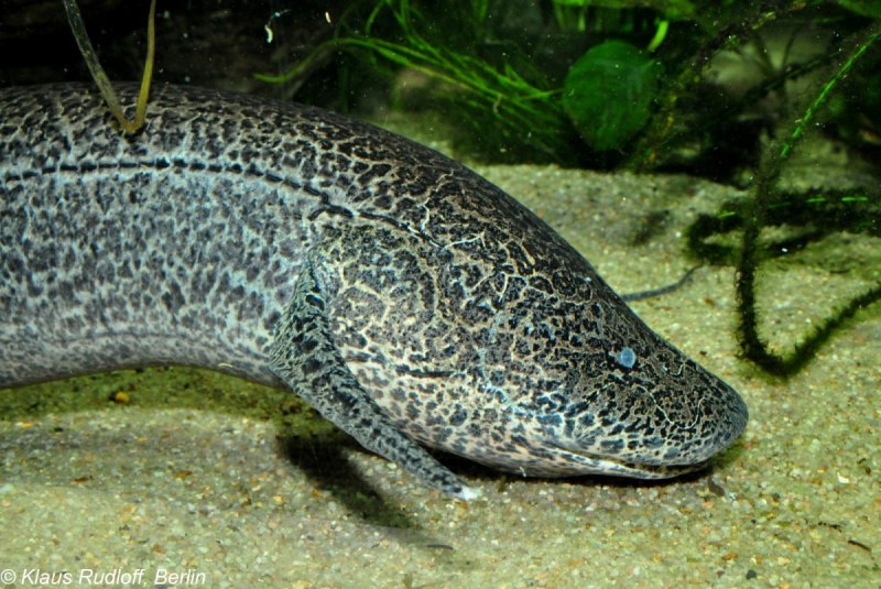 Lungfish перевод