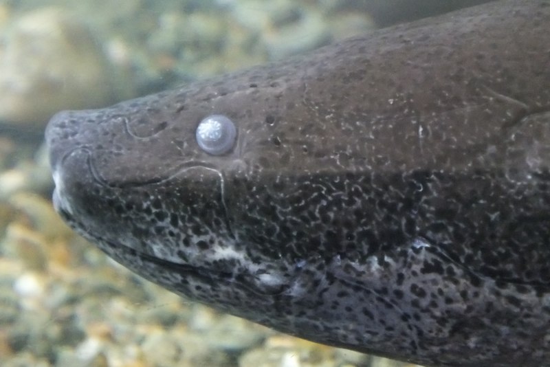 Protopterus aethiopicus