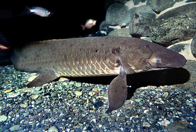Australian Lungfish distribution and Habitat