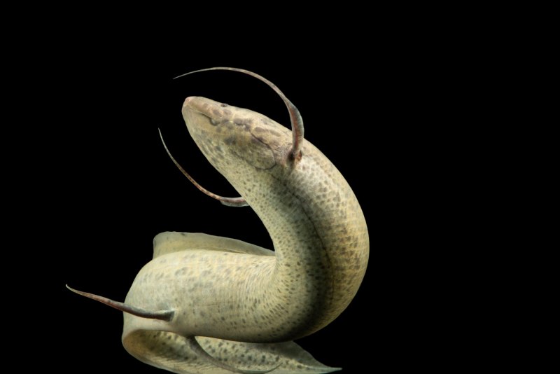 Protopterus annectens легкие