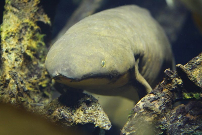 Protopterus annectens