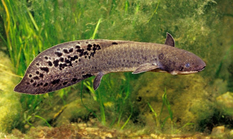 Protopterus annectens (протоптер бурый Африканский)