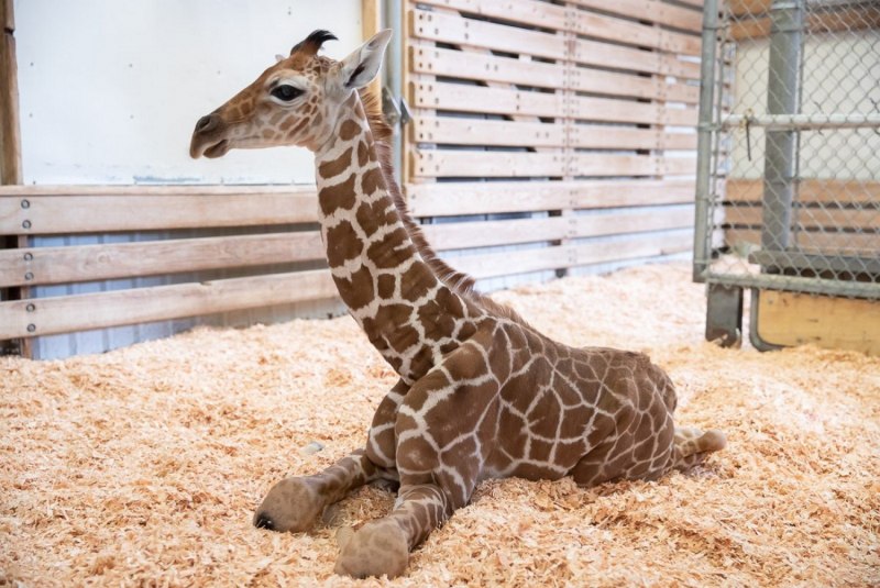 Baby Giraffe