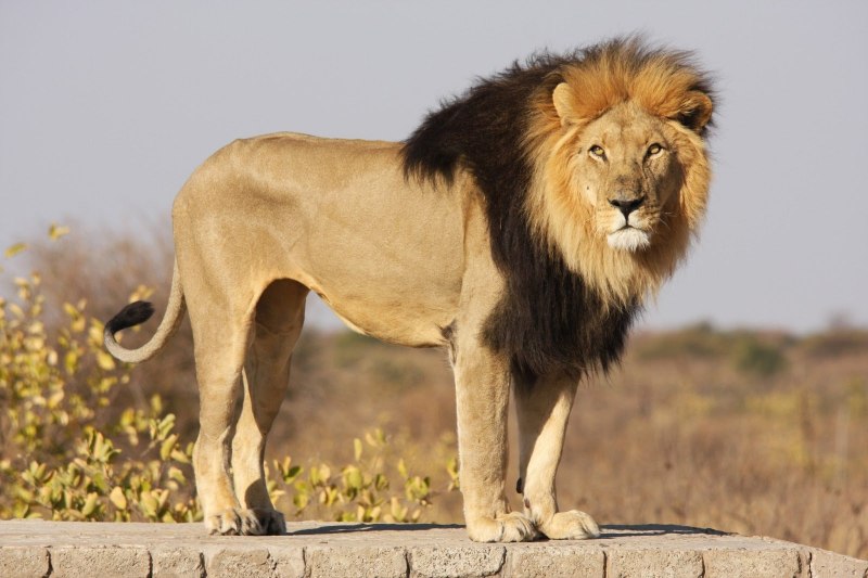 Капский Лев (Panthera Leo melanochaita)
