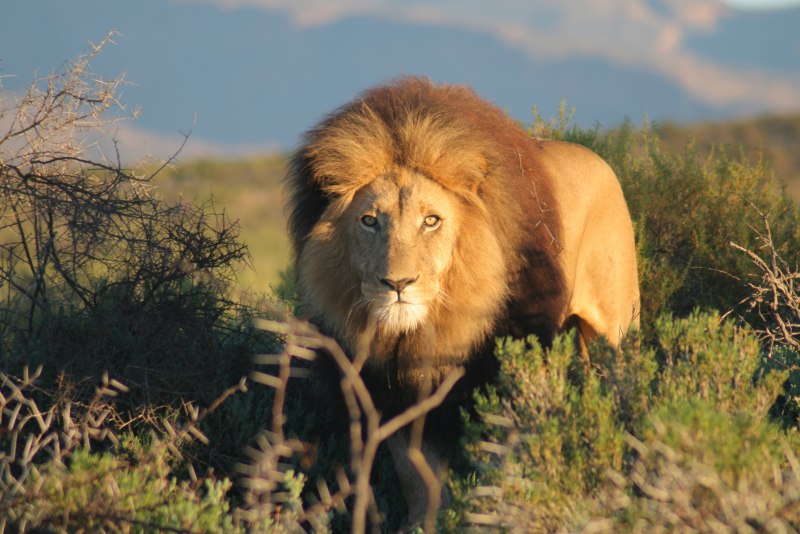 Капский Лев (Panthera Leo melanochaita)