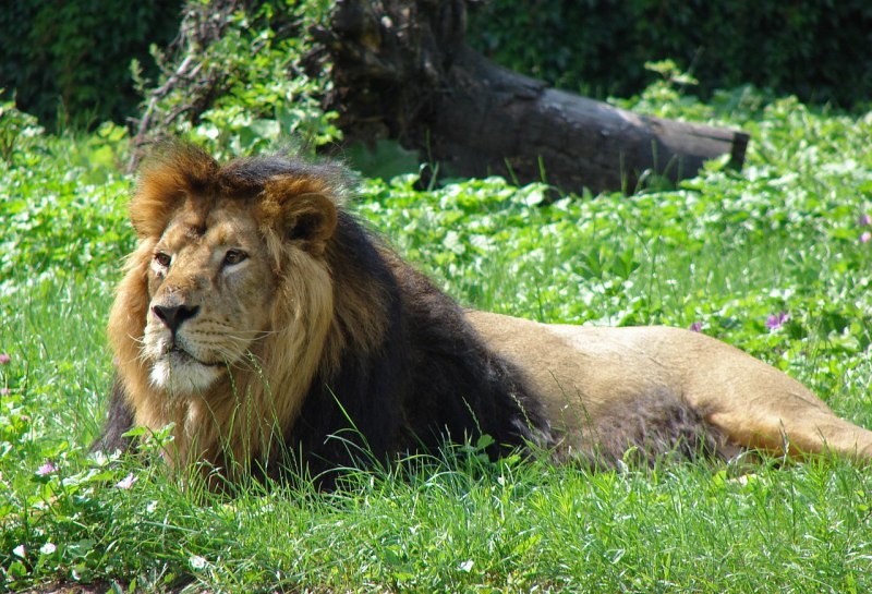Азиатский Лев (Panthera Leo persica)