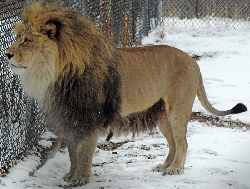 Азиатский Лев (Panthera Leo persica)