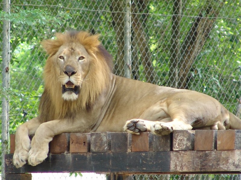 Капский Лев (Panthera Leo melanochaita)