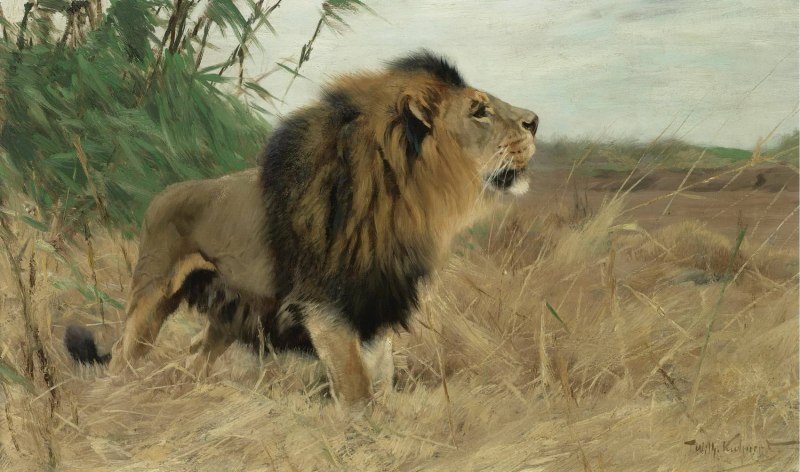 Азиатский Лев (Panthera Leo persica)