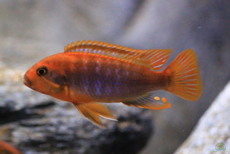 Лабидохромис хонги (Labidochromis SP. Hongi)