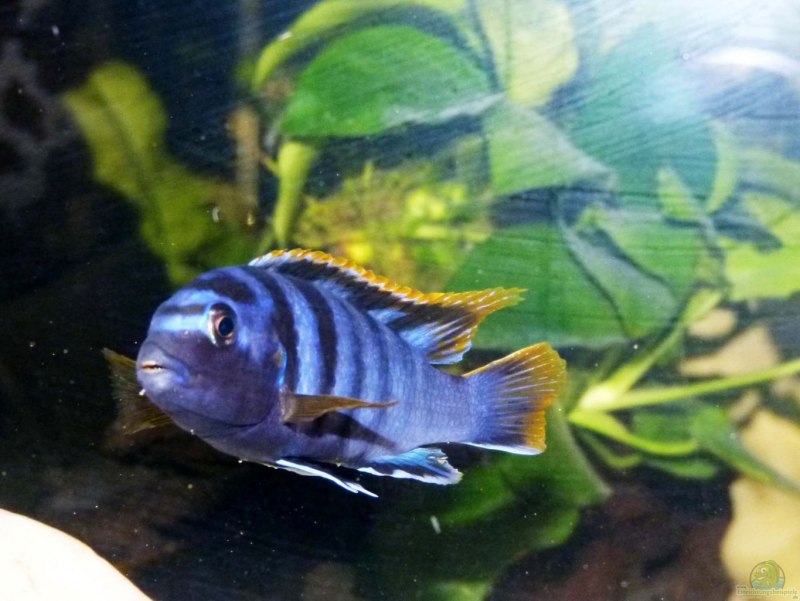 Лабидохромис хонги (Labidochromis SP. "Hongi") (5,5 см)