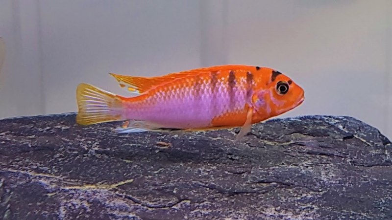 Iodotropheus sprengerae