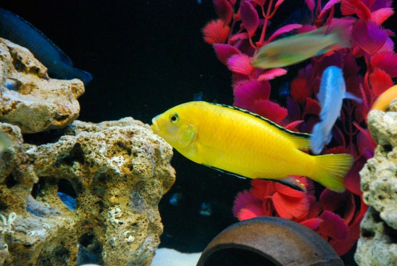 Diet for Malawi Cichlids