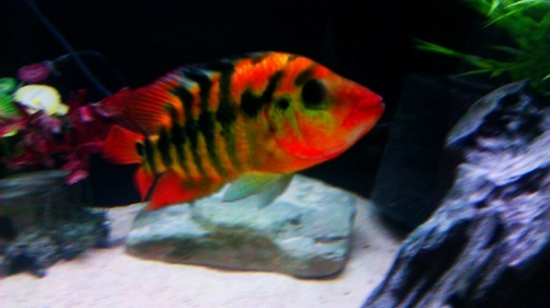 Лабидохромис хонги (Labidochromis SP. "Hongi") (5,5 см)