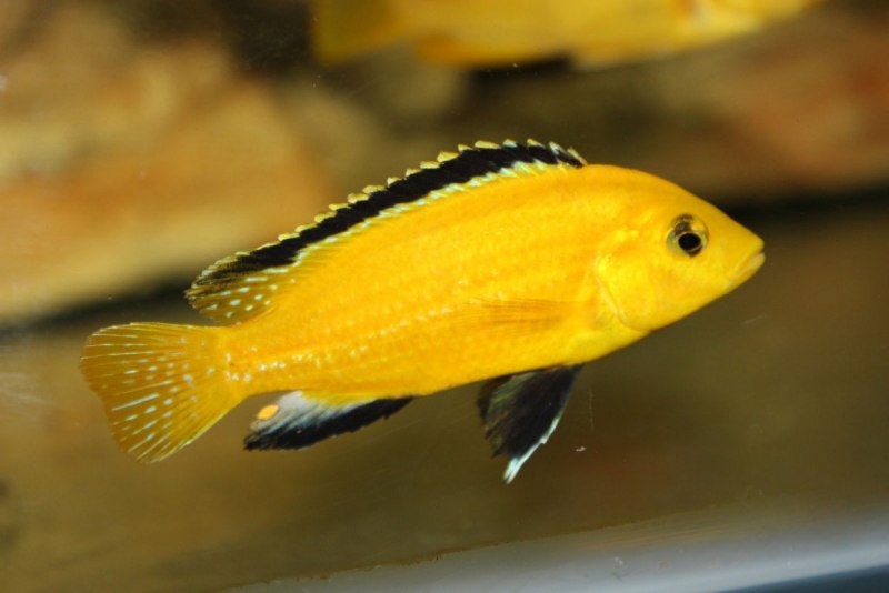 Labidochromis lividus