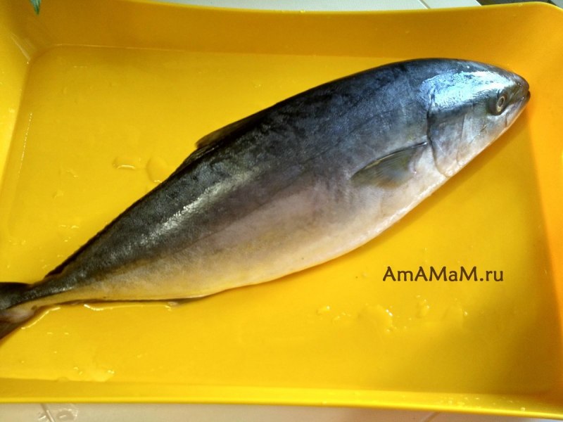 Yellowtail что за рыба
