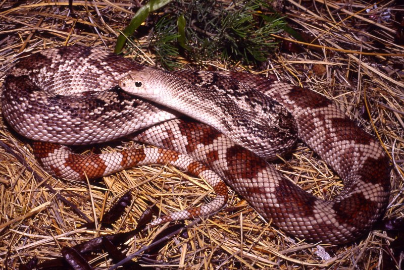 Pituophis melanoleucus