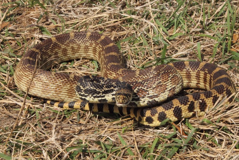 Pituophis catenifer