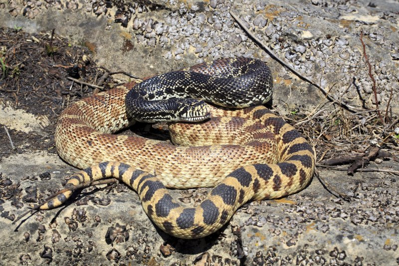 Pituophis catenifer affinis