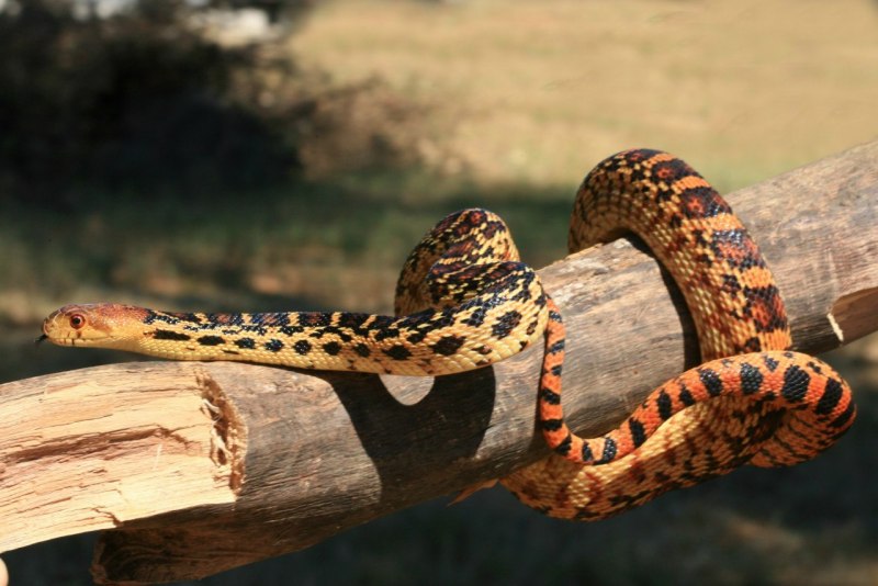 Pituophis melanoleucus mugitus