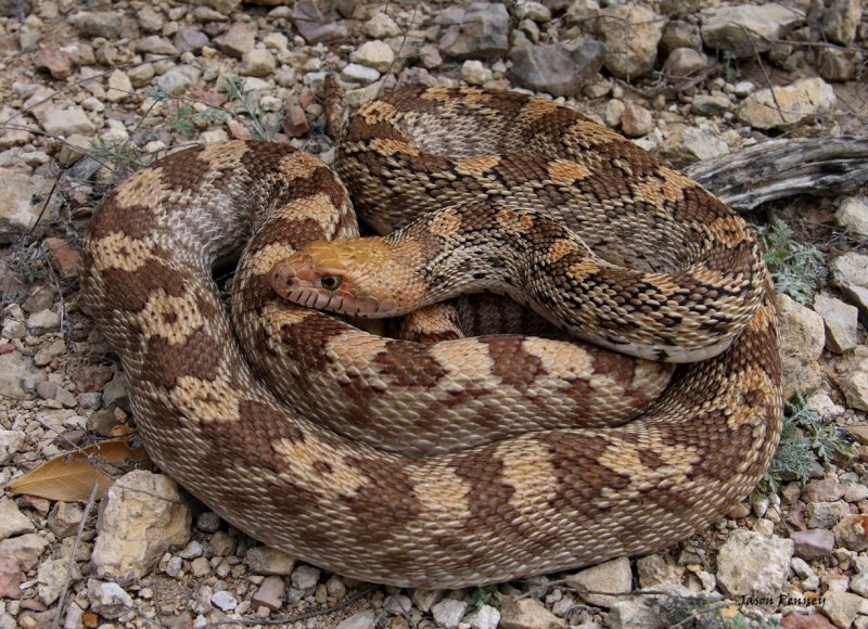 Pituophis catenifer