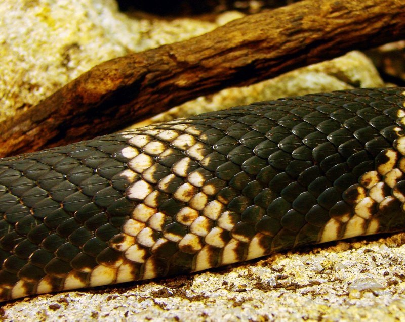 Bull Snake