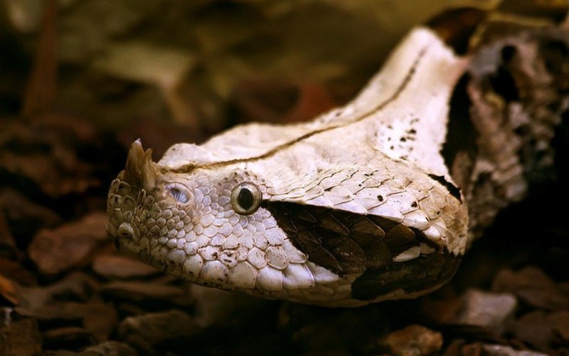 Pituophis catenifer sayi White Sided