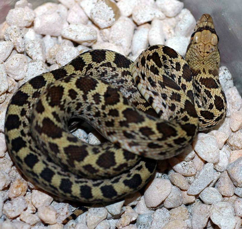 Pituophis catenifer affinis