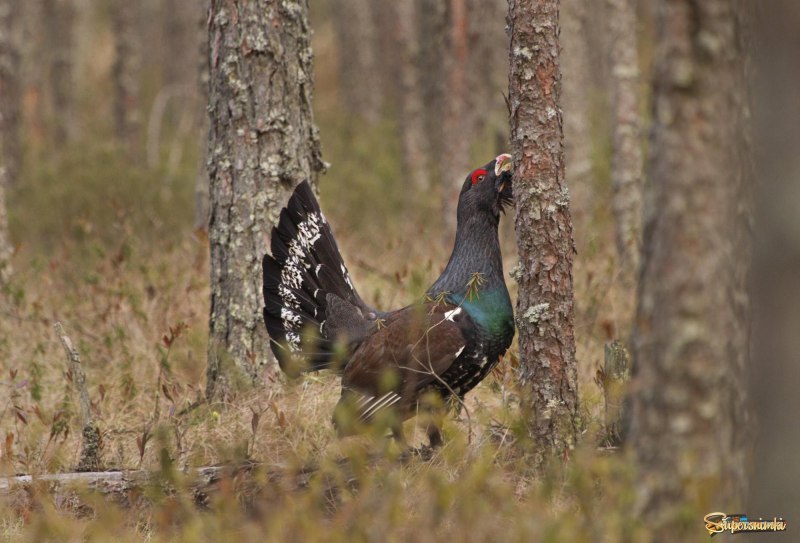 Чернобрюхий Глухарь Tetrao urogallus Major