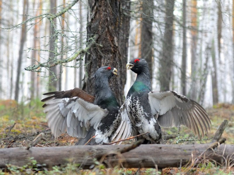 Уральский Глухарь