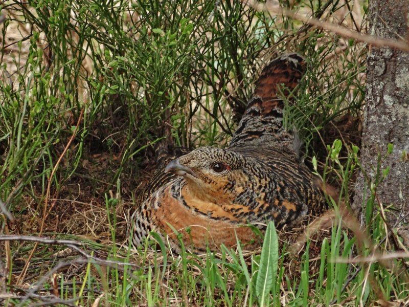 Глухарь (Tetrao urogallus)