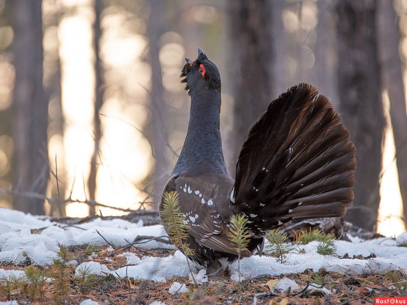 Глухарь (Tetrao urogallus)