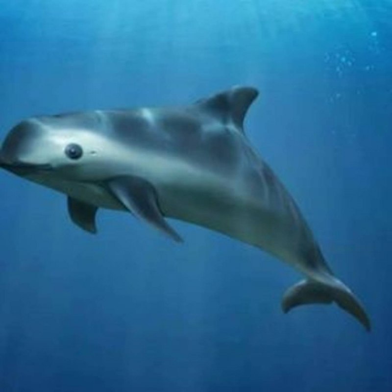 Дельфин Азовка морская свинья