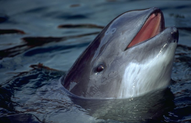 Калифорнийская морская свинья (Vaquita)