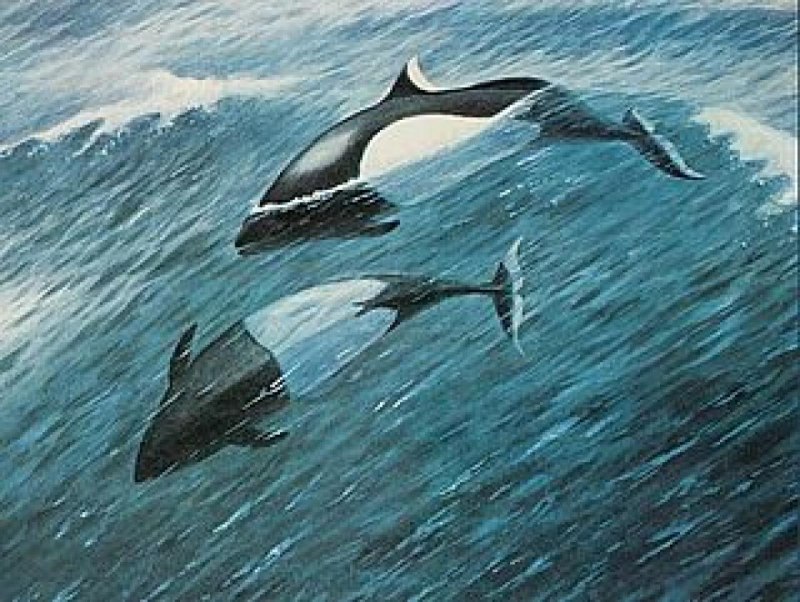 Морская свинья Азовка