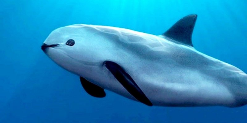 Bottlenose Dolphin перевод