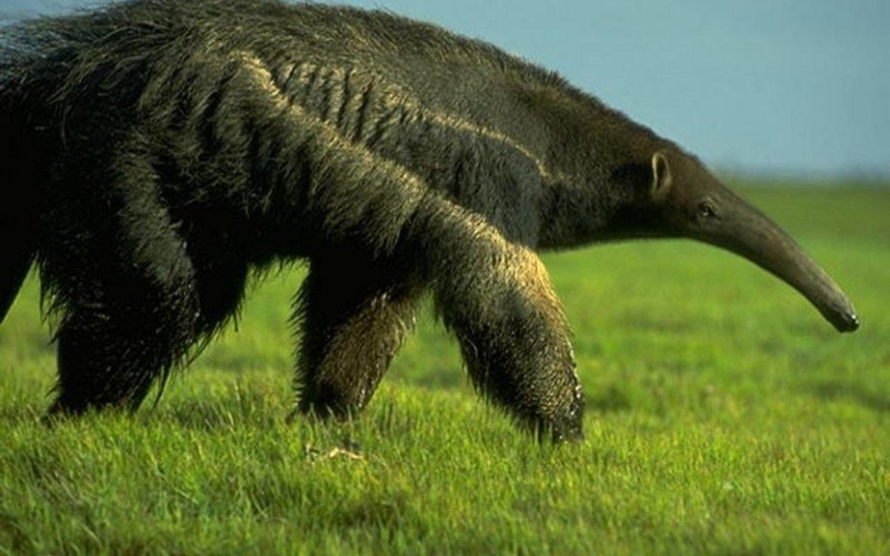 Гигантский муравьед Южной Америки