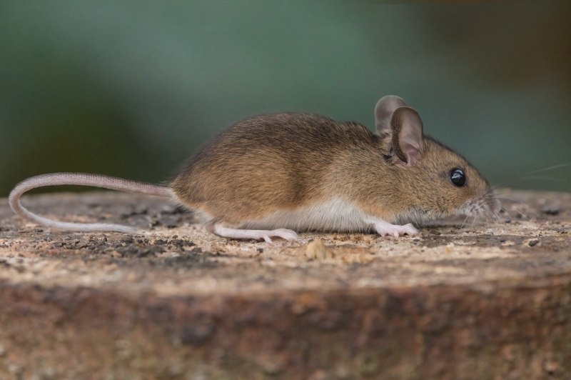 Лесная мышь (Apodemus uralensis) фото