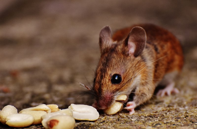 Apodemus sylvaticus