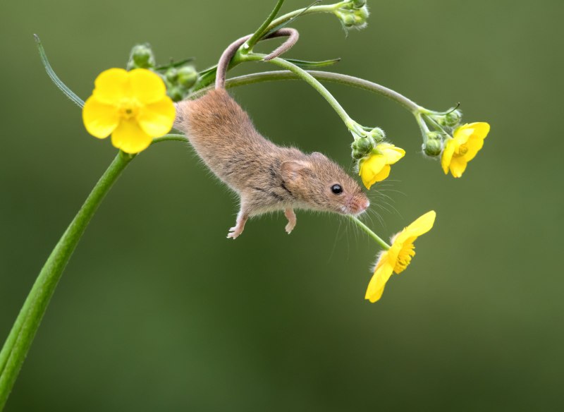 Лесная мышь (Apodemus sylvaticus)