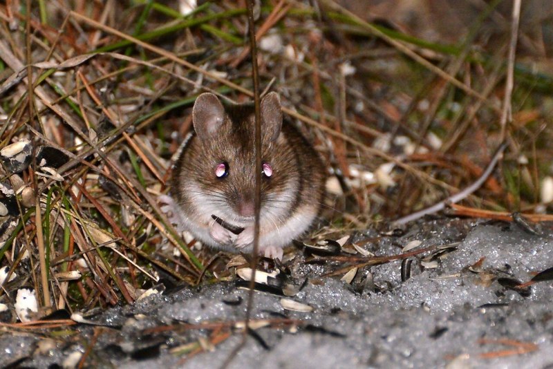Peromyscus maniculatus